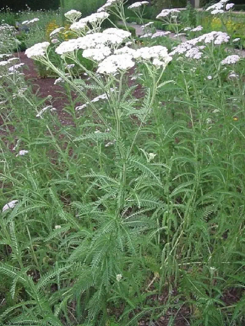 Achillea millefolium